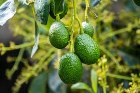 Avocado Farming